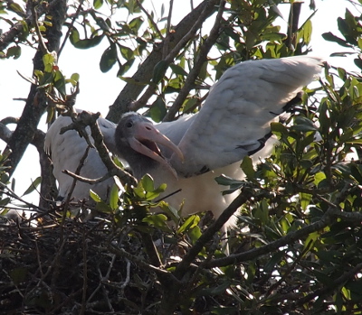 [A close view of a very young wood stork in a nest with its wings up, its head turned toward the right, and its mouth fully open. Its head and neck are grey down.]
